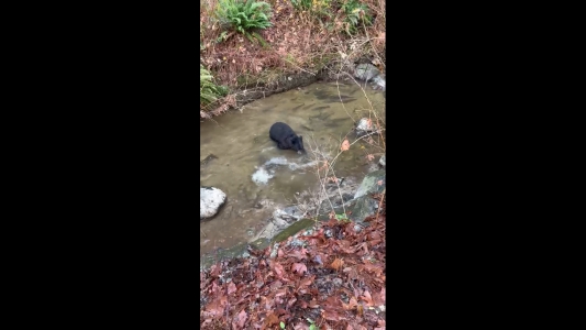 Hyde Creek Bear