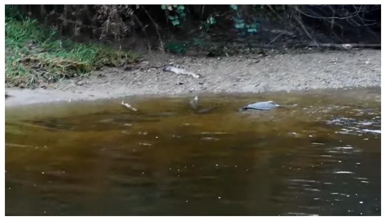 Kanaka Creek: Fall Spawning