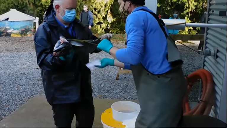 Kanaka Creek: A chum salmon eggtake