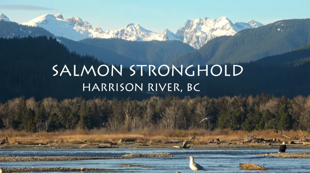 Salmon Strongholds