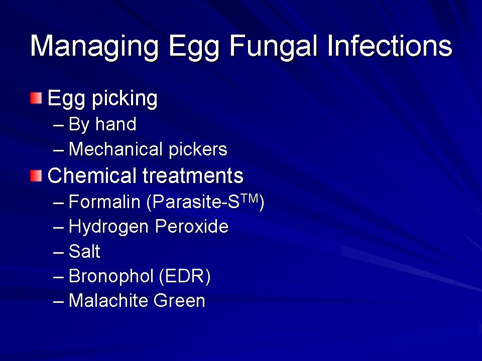 Fish Health Presentation slide