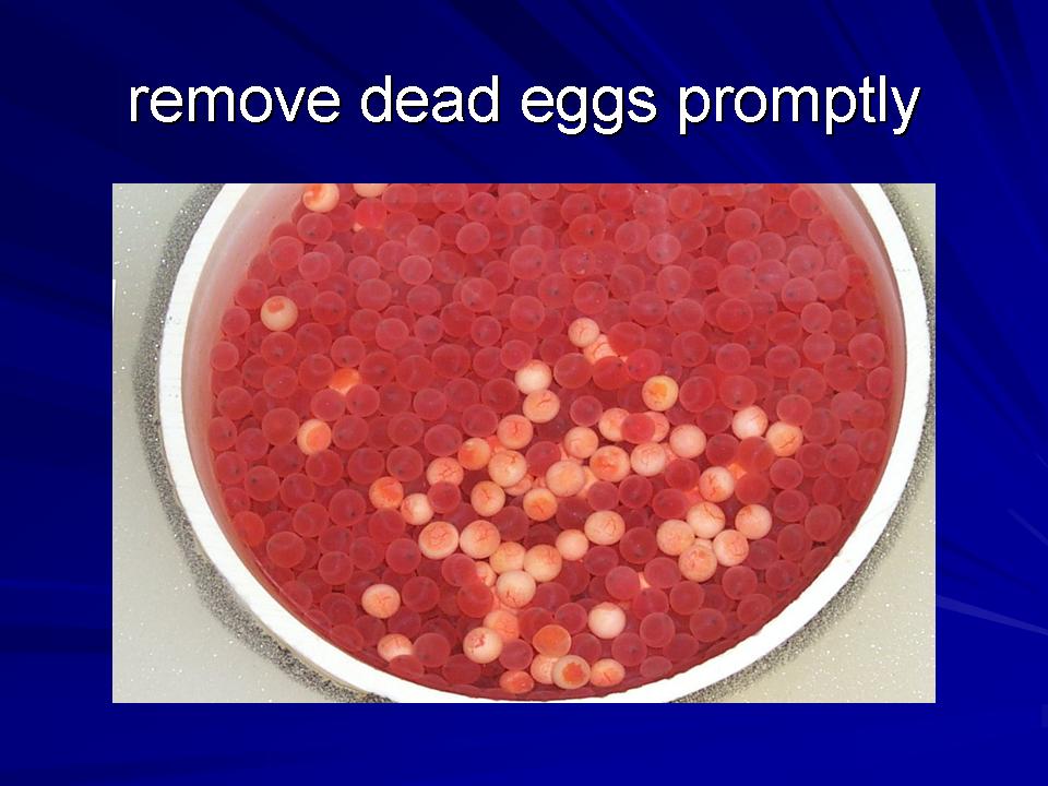 Fish Health Presentation slide