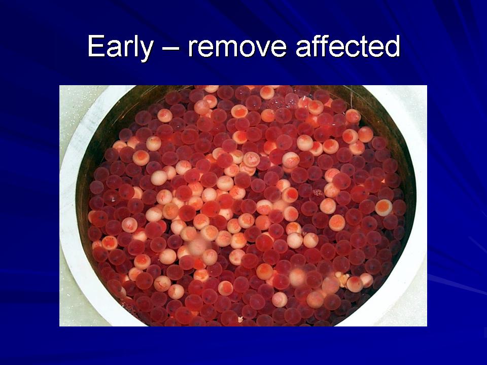 Fish Health Presentation slide