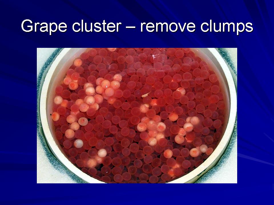 Fish Health Presentation slide