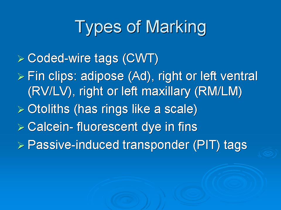 These Fish Are Marked! Presentation slide