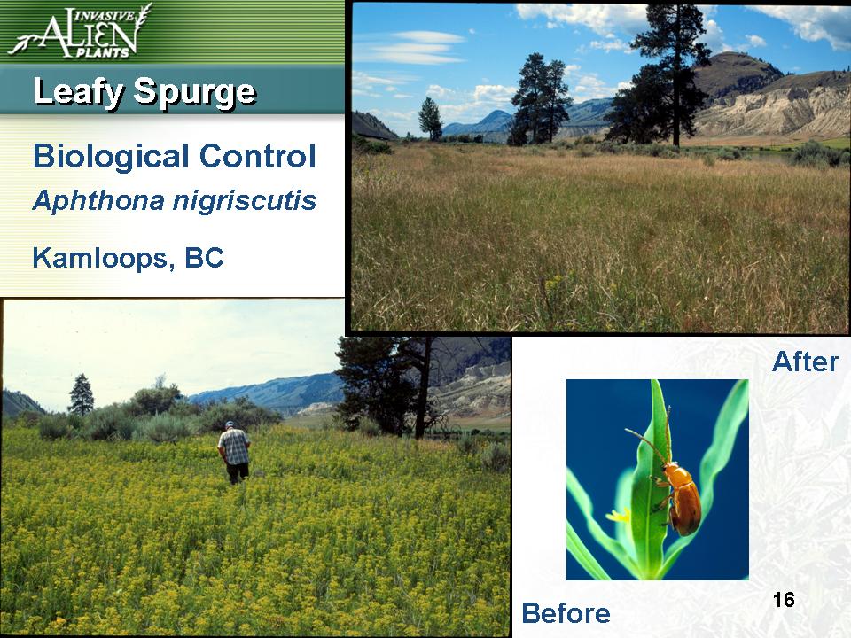 Invasive Plants Presentation slide