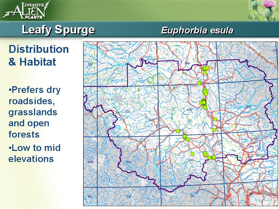 Invasive Plants Presentation slide