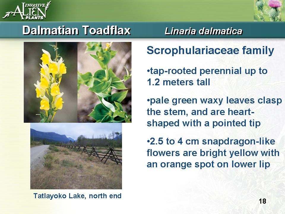 Invasive Plants Presentation slide
