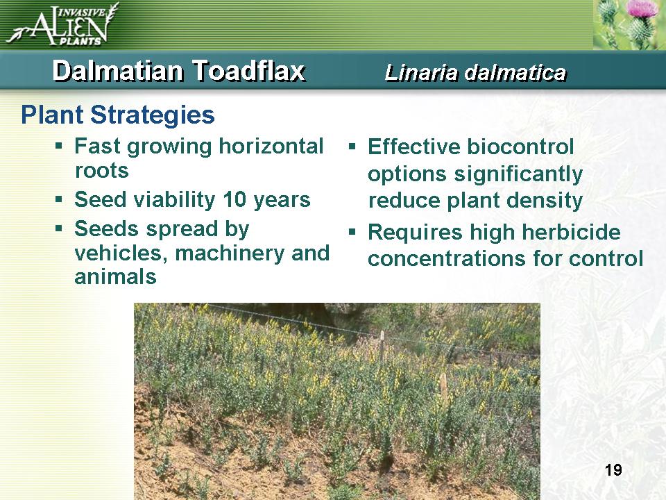 Invasive Plants Presentation slide