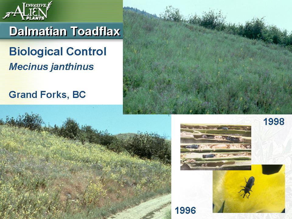 Invasive Plants Presentation slide