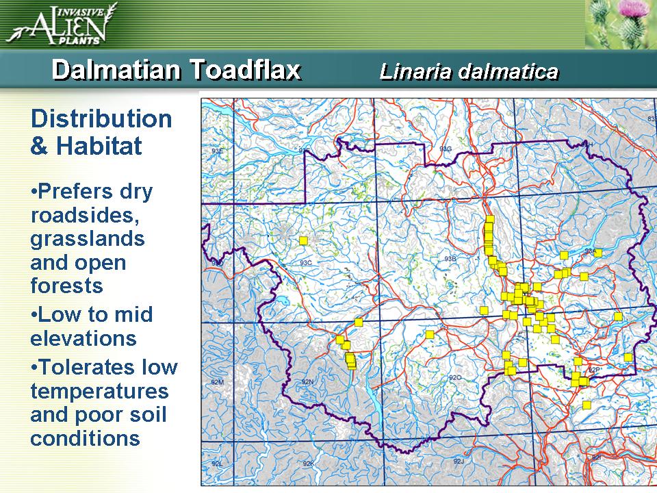 Invasive Plants Presentation slide