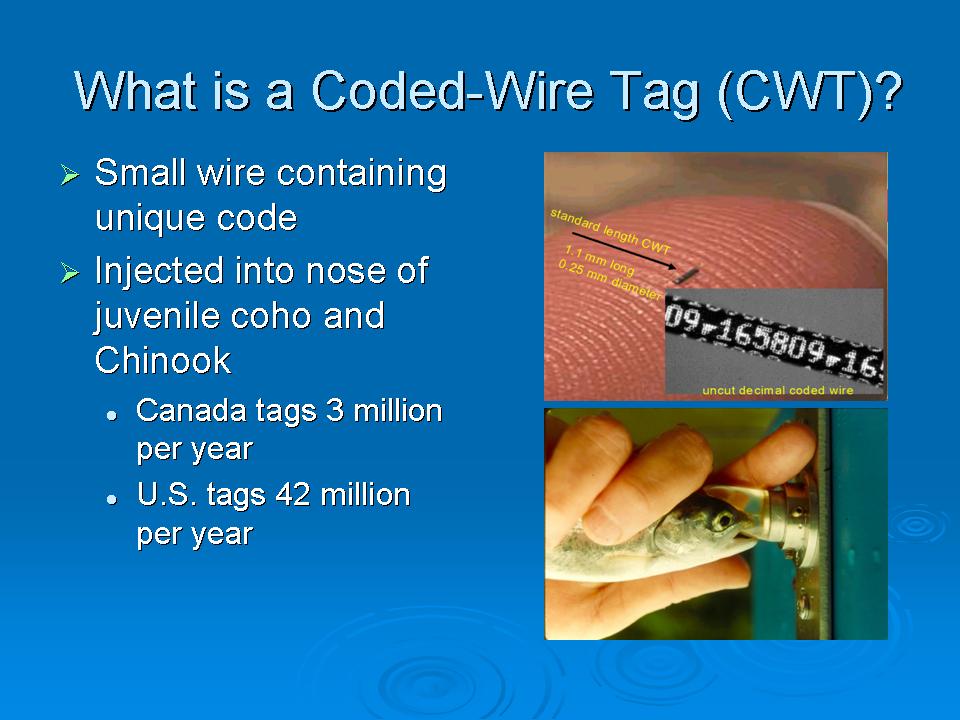 Coded Wire Marking program Presentation slide