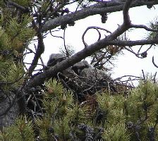 Owlets